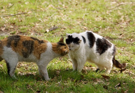 201003211008-DSC04417.jpg