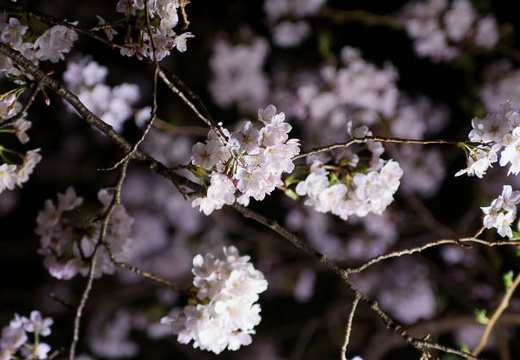 201004022008-DSC05127.jpg