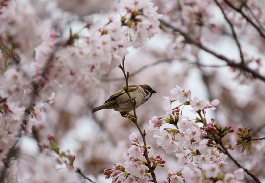 201004031052-DSC05290.jpg