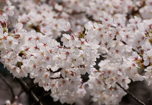 201004031104-DSC05319.jpg