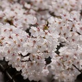 201004031104-DSC05319.jpg