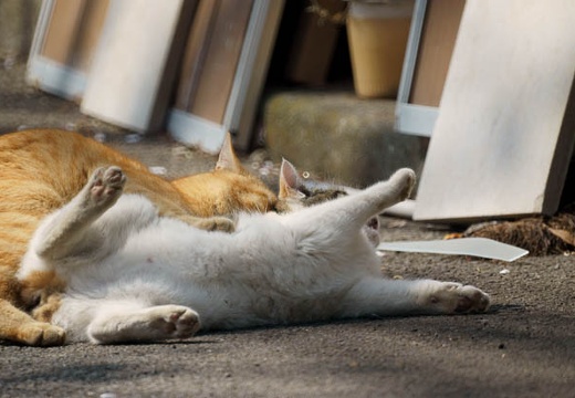 201004031330-DSC05436.jpg