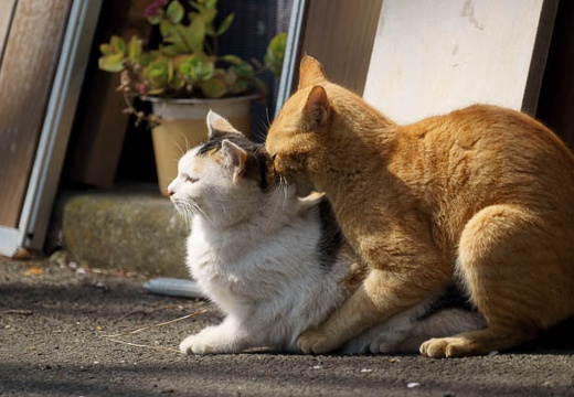 201004031330-DSC05439.jpg