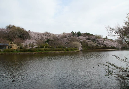 201004040813-DSC05547.jpg