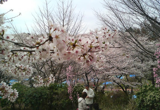 20100404084524-SO902i.jpg