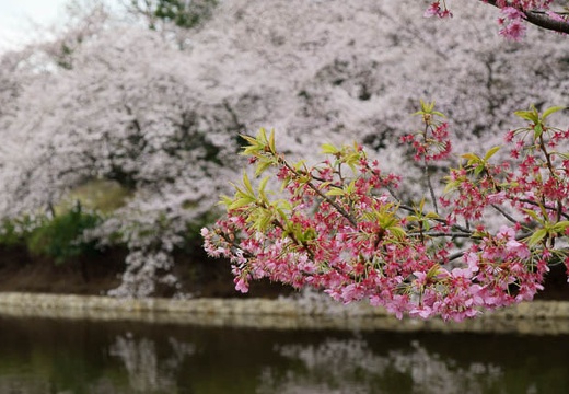 04.04 三ツ池公園