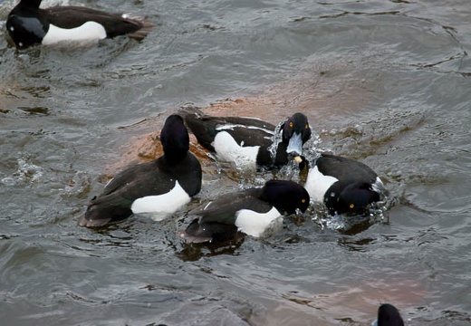 201004040925-DSC05666.jpg