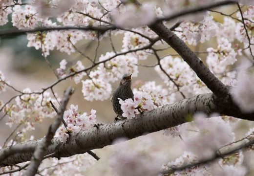 201004040940-DSC05711.jpg