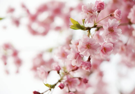 201004061754-DSC06302.jpg