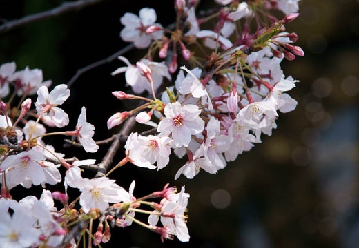 201004081026-DSC06445.jpg