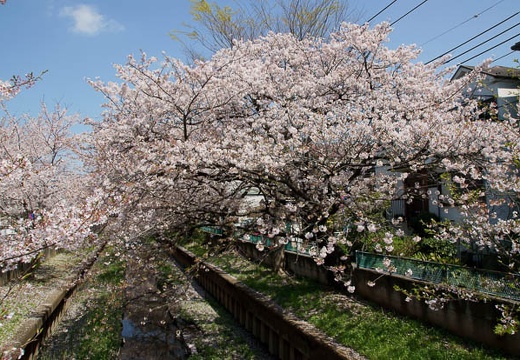 201004081038-DSC06467.jpg