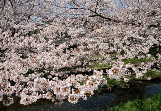 201004081100-DSC06520.jpg