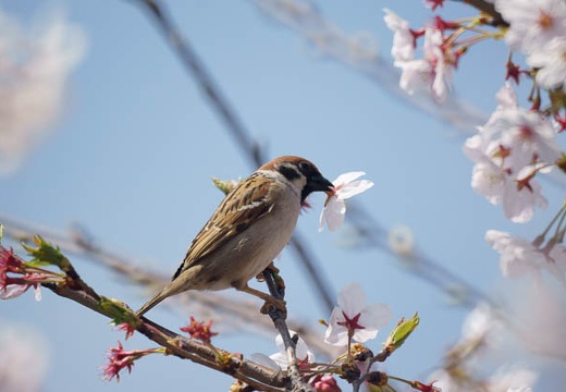 201004081205-DSC06719.jpg