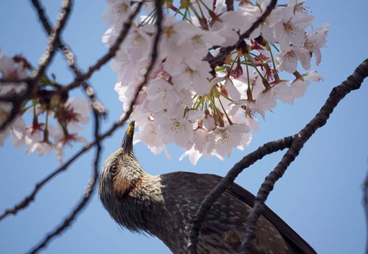 201004081221-DSC06770.jpg
