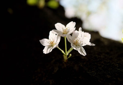 201004101424-DSC07818.jpg