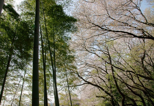 201004101427-DSC07824.jpg