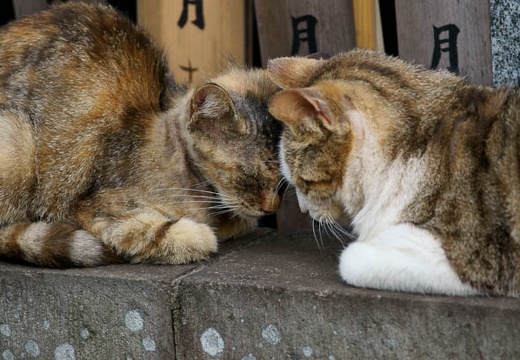 201004101604-DSC07984.jpg