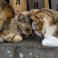 201004101604-DSC07984.jpg