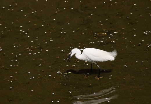 201004111237-DSC08094.jpg