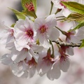 201004111410-DSC08341.jpg