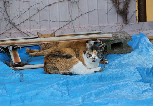 201004111517-DSC08444.jpg