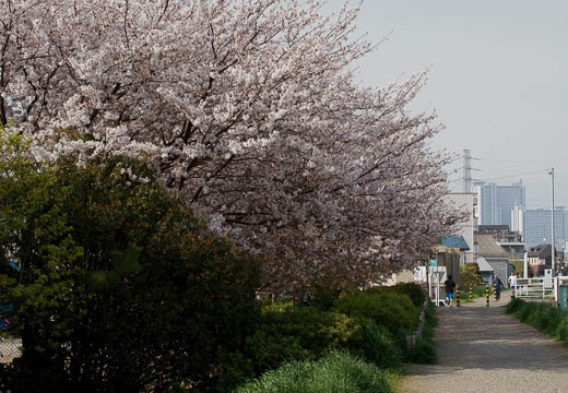 201004111520-DSC08446.jpg