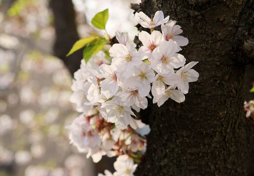 201004111623-DSC08548.jpg