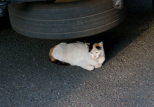 201004111654-DSC08610.jpg