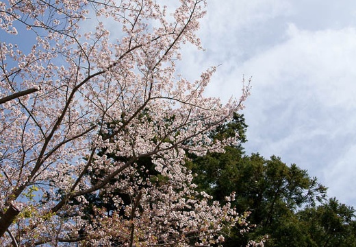 201004131018-DSC08636.jpg