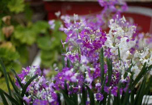 201004161405-DSC03543.jpg