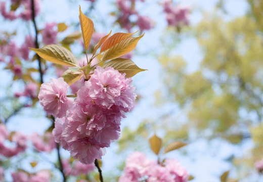 201004171517-DSC09709.jpg