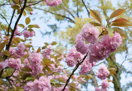 201004171520-DSC09716.jpg