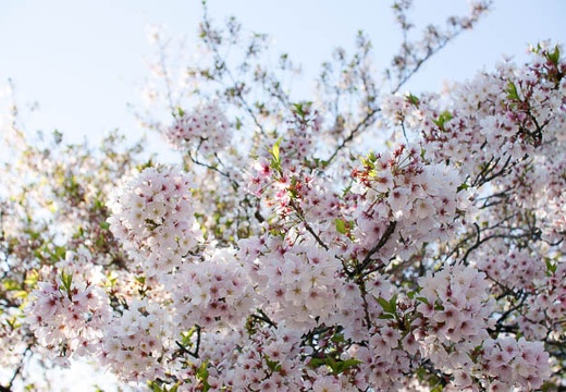 201004171534-DSC09754.jpg