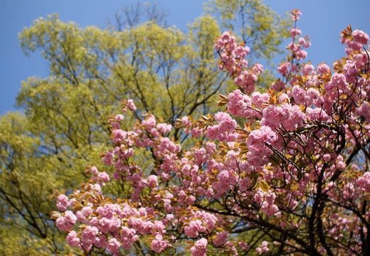 201004171537-DSC09761.jpg