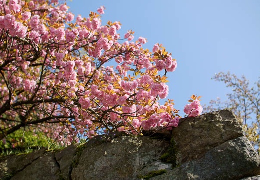 201004171537-DSC09762.jpg