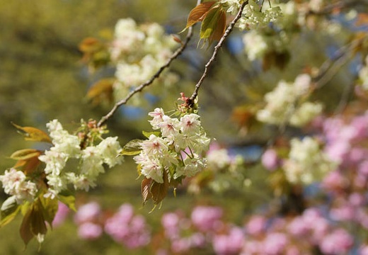 201004171540-DSC09771.jpg