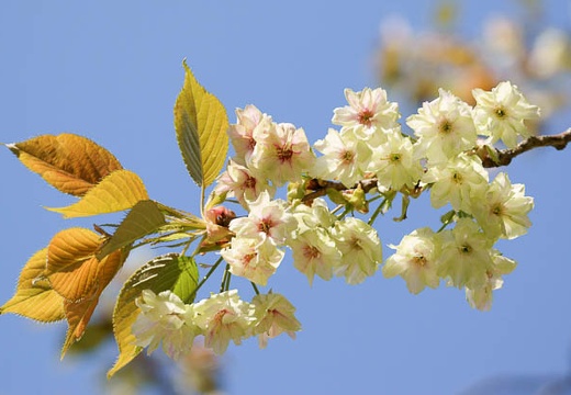201004171540-DSC09772.jpg