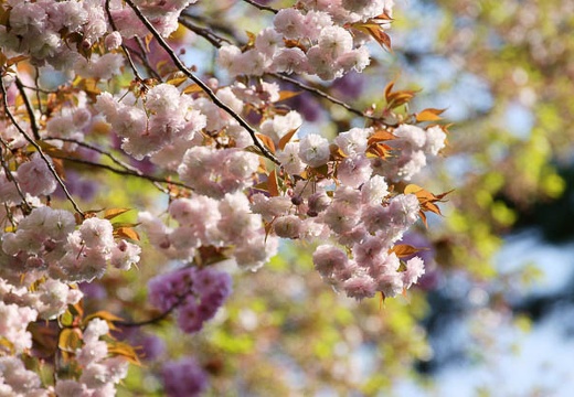 201004171548-DSC09794.jpg