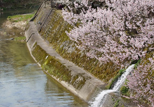 201004180929-DSC00257.jpg