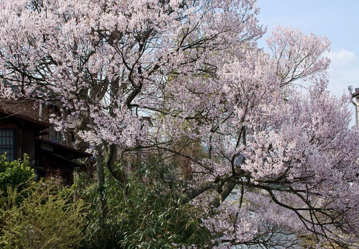 201004180945-DSC00302.jpg