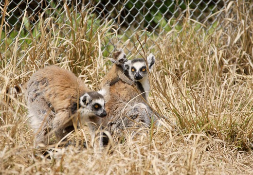 201004191314-DSC00877.jpg