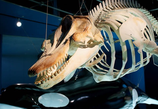 201004201025-DSC01268.jpg