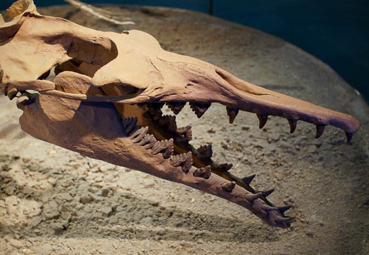 201004201029-DSC01279.jpg