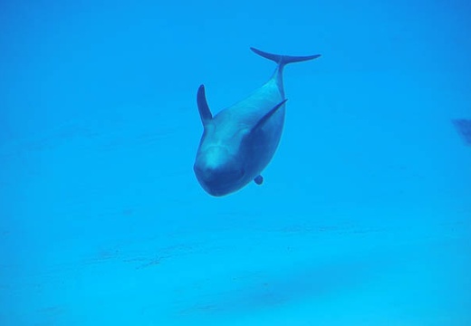 201004201035-DSC01301.jpg