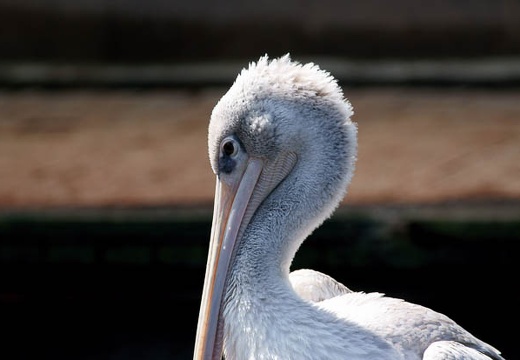 201004210950-DSC02088.jpg
