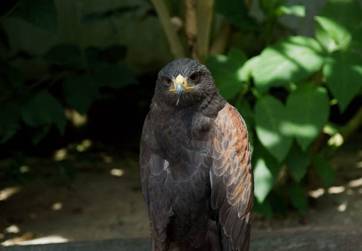 201004211007-DSC02154.jpg