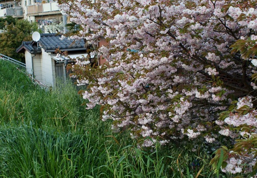 201004251749-DSC03100.jpg
