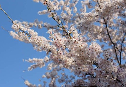 201004260622-DSC03144.jpg