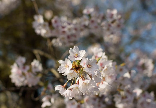 201004260632-DSC03169.jpg