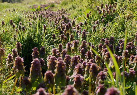 201004260638-DSC03183.jpg